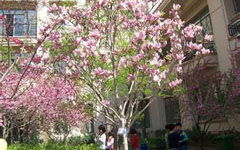 校園之春作文四百字