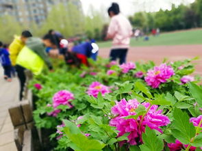 育新小學作文美麗的校園