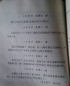 觀察校園的一種植物作文