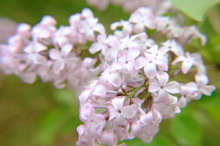 開著丁香花的校園作文