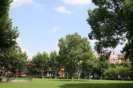 校園內(nèi)的樹作文600字