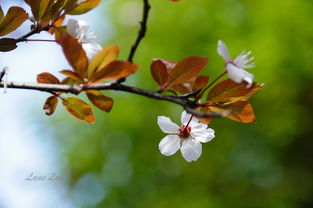 作文,校園里,植物,大學(xué)