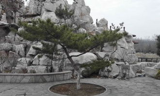 校園里的松樹作文200字,校園里的松樹作文400字,校園里的松樹作文500字