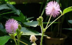 校園里的含羞草作文400字,含羞草作文400字左右,觀察含羞草的作文400字四年級