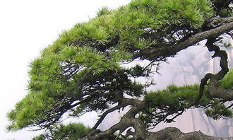 小學(xué)生作文校園里的松樹(shù)