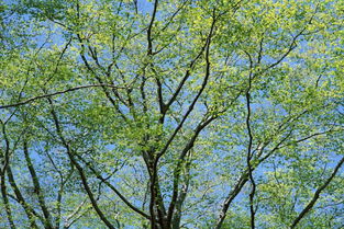 校園春天的風景300字作文三級