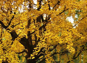 關(guān)于校園春天銀杏樹的作文