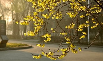 關(guān)于寫校園春天的作文300字