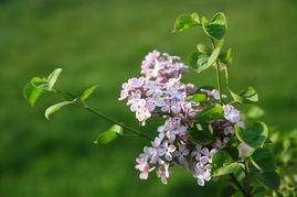 春天校園的作文300字左