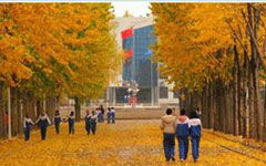 作文,松樹,校園里