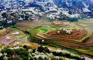 校園的李花作文