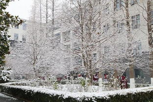 校園一景冬景作文300字