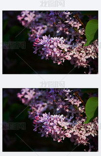 丁香花的校園作文600字六級(jí)