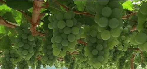 泡沫箱種葡萄注意事項(xiàng)