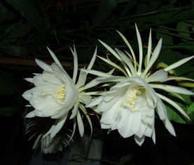 曇花的養(yǎng)植和注意事項