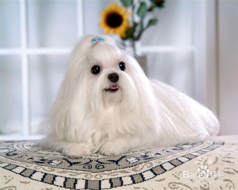 新手買狗注意事項(xiàng),初次買狗注意事項(xiàng),網(wǎng)上買狗注意事項(xiàng)