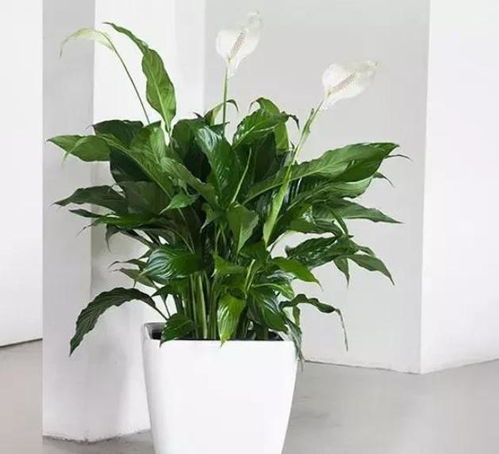 白掌開花了要注意事項,白掌開花期間注意事項,白掌的養(yǎng)殖方法和注意事項