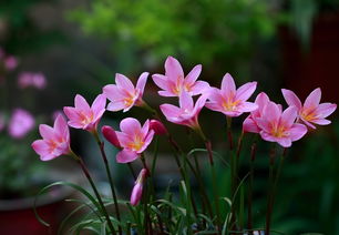 韭蘭移栽注意事項,韭蘭養(yǎng)殖方法和注意事項,韭蘭的種植方法和注意事項