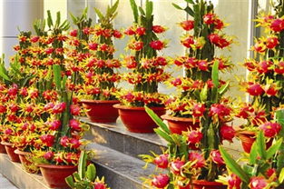 盆栽火龍果的注意事項(xiàng)