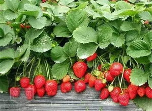 草莓苗移栽注意事項(xiàng)