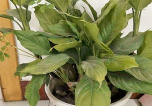 金邊萬(wàn)青的養(yǎng)殖方法和注意事項(xiàng)