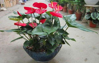 養(yǎng)殖,注意事項,方法,有哪些