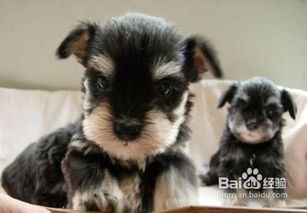 雪納瑞喂養(yǎng)注意事項(xiàng)