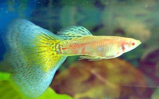 孔雀魚生產(chǎn)注意事項