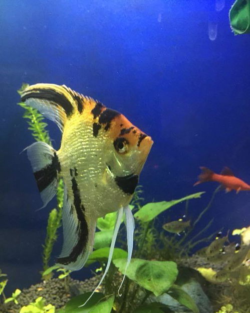 繁殖,注意事項(xiàng)