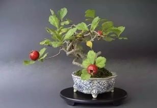 山楂剛上盆注意事項