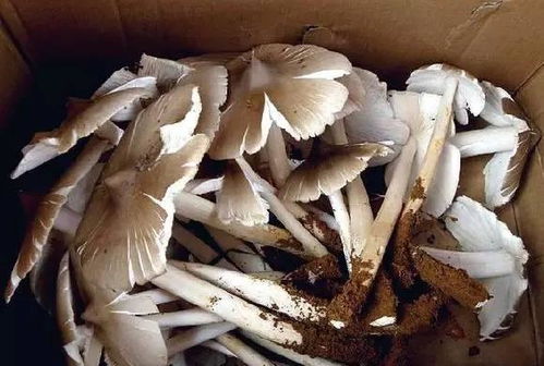 種植,注意事項(xiàng),黑雞樅