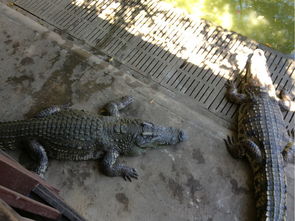 養(yǎng)殖場(chǎng),注意事項(xiàng),建筑