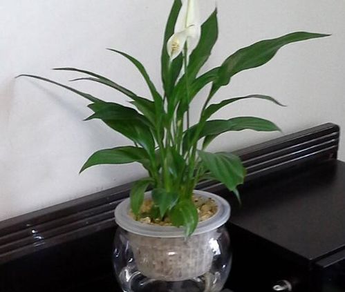 白掌開花時注意事項