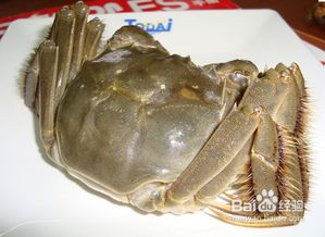 十月份螃蟹養(yǎng)直注意事項(xiàng)