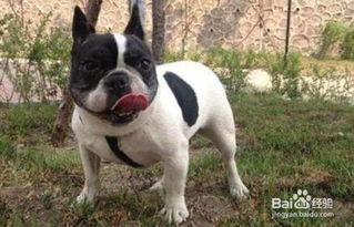 法牛犬養(yǎng)殖注意事項(xiàng)