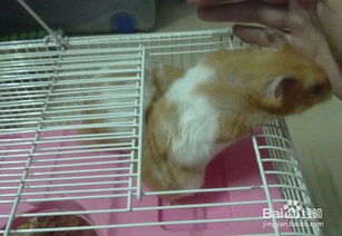 夏天養(yǎng)兔子注意事項,夏天養(yǎng)蘭花的注意事項,夏天養(yǎng)貓咪的注意事項