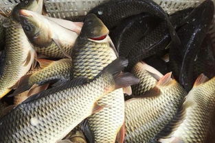 金草魚(yú)的養(yǎng)殖注意事項(xiàng)