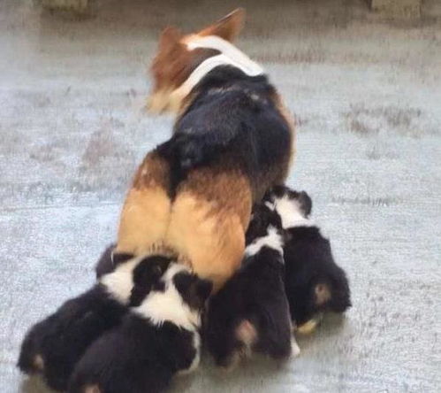 犬舍買狗注意事項(xiàng)