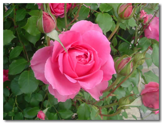 月季,養(yǎng)殖,大花,注意事項(xiàng)