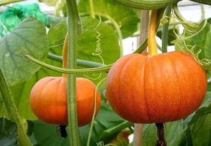 種南瓜注意事項