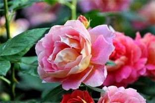 大花月季的養(yǎng)殖方法和注意事項(xiàng)