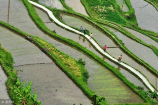 草銨膦除草注意事項(xiàng)