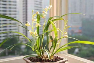 蘭花移植完注意事項(xiàng)