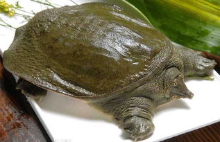 買甲魚注意事項