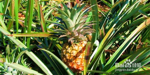 菠蘿,種植,注意事項(xiàng)