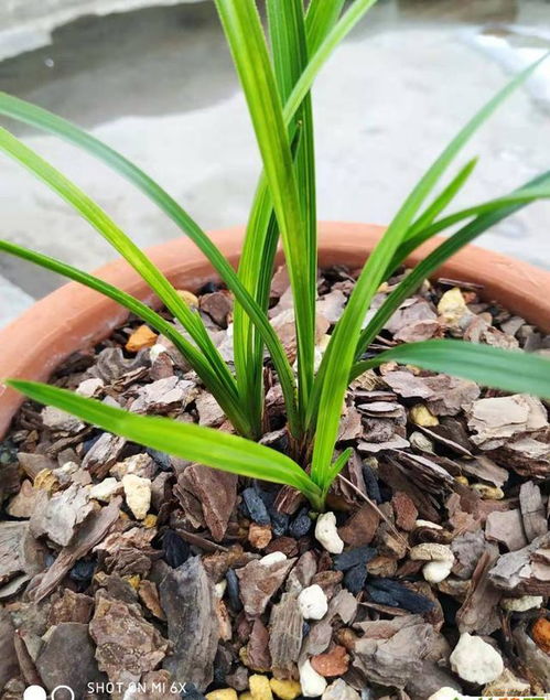 蘭花移植注意事項(xiàng),野生蘭花移植注意事項(xiàng),試管移植完了注意事項(xiàng)