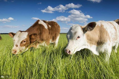 養(yǎng)牛,夏季,注意事項(xiàng)