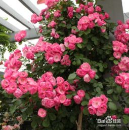 種植,注意事項(xiàng),屏錦藤