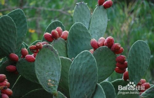 銀冠,仙人球,養(yǎng)殖,注意事項