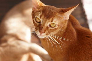 飼養(yǎng),注意事項,寵物貓